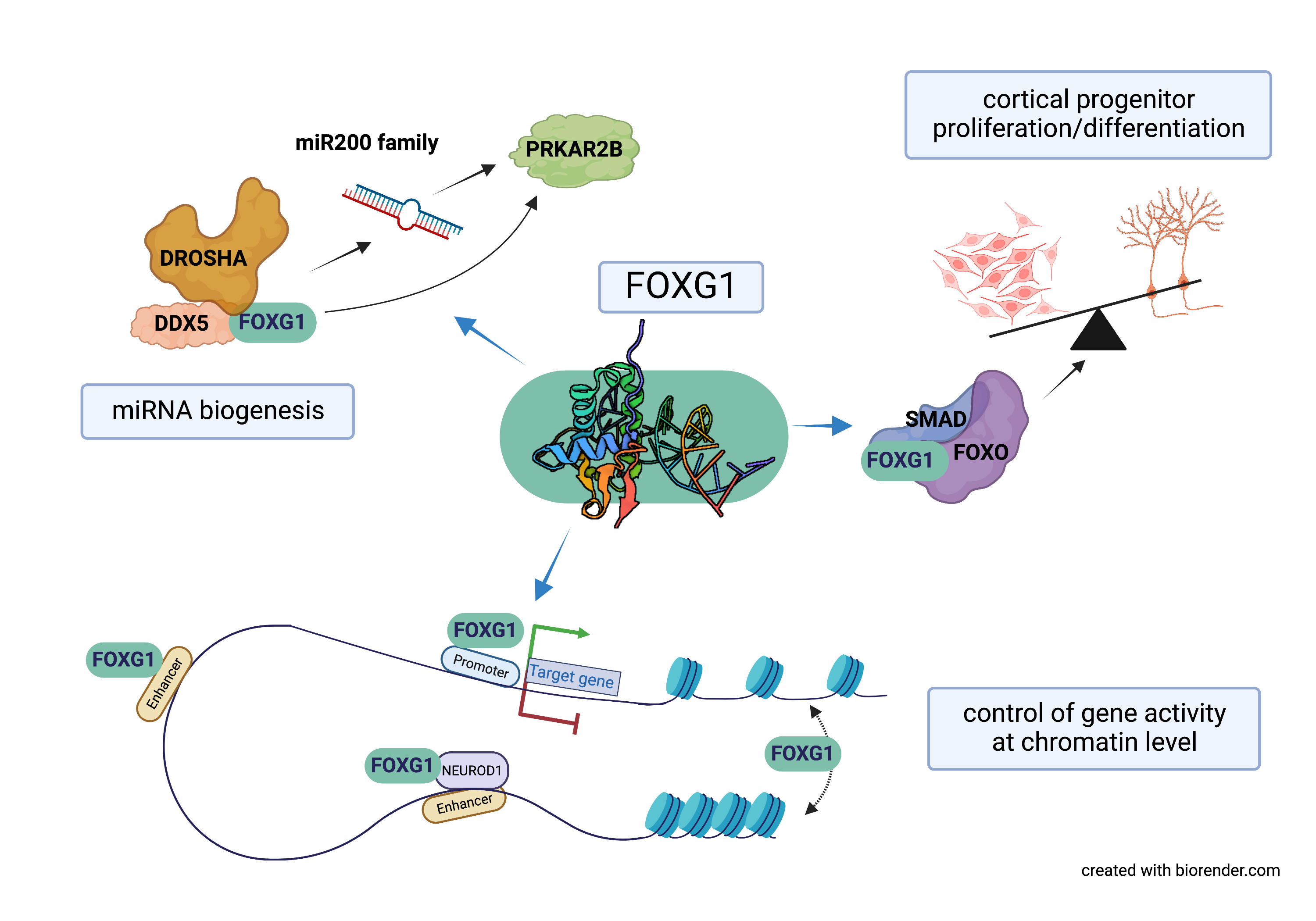 Foxg1 functions